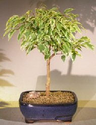 Ficus Breeze Bonsai Tree Large - Variegated<br><i>(ficus benjamina)</i>NOT AVAILABLE IN CANADA