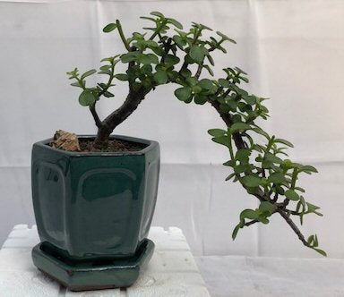 Baby Jade  Bonsai Tree - Cascade Style <br><i>(Portulacaria Afra)</i>NOT AVAILABLE IN CANADA