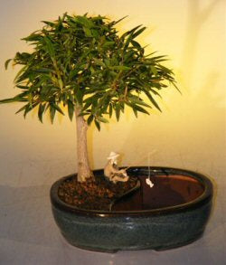 Willow Leaf Ficus Bonsai Tree <br>Land/Water Pot -  Medium<br><i>(Ficus Nerifolia/Salisafolia)</i>NOT AVAILABLE IN CANADA