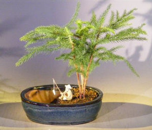 Norfolk Island Pine Bonsai Tree <br> Land/Water Pot- Medium <br><i>(Araucaria Heterophila)</i>NOT AVAILABLE IN CANADA