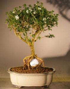 Not In Canada - Flowering Mount Fuji Serissa - With Golf Ball<br><i> (serissa foetida)</i>NOT AVAILABLE IN CANADA