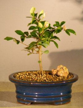 Flowering Lavender Star Flower Bonsai Tree - Small<br><i>(Grewia Occidentalis)</i>NOT AVAILABLE IN CANADA