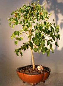 Flowering Dwarf Everbearing Mulberry Bonsai Tree <br><i>(Morus Nigra)</i>NOT AVAILABLE IN CANADA