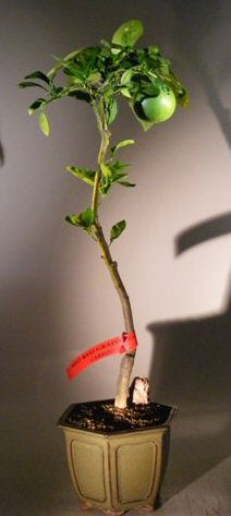 Rio Red Grapefruit Bonsai Tree <br><i>(Citrus Paradisi Rio Red)</i>NOT AVAILABLE IN CANADA
