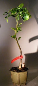 Rio Red Grapefruit Bonsai Tree <br><i>(Citrus Paradisi Rio Red)</i>NOT AVAILABLE IN CANADA