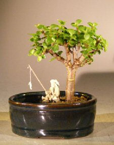 Baby Jade Bonsai Tree <br>Land/Water Pot - Small<br><i>(Portulacaria Afra)</i>NOT AVAILABLE IN CANADA
