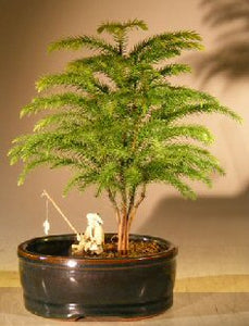 Norfolk Island Pine Bonsai Tree <br>Land/Water Pot - Small <br><i>(Araucaria Heterophila)</i>NOT AVAILABLE IN CANADA