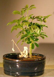Hawaiian Umbrella Bonsai Tree <br>Land/Water Pot - Small<br><i>(arboricola schefflera 'luseanne')</i>NOT AVAILABLE IN CANADA