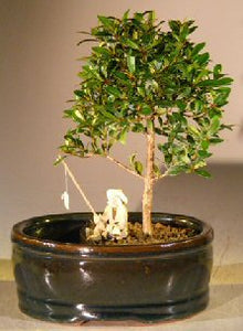 Flowering Brush Cherry Bonsai Tree <br>Land/Water Pot - Small <br><i>(eugenia myrtifolia)</i>NOT AVAILABLE IN CANADA