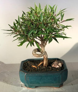Willow Leaf Ficus Bonsai Tree - Medium <br>Coiled Trunk Style <br><i>(ficus nerifolia/salicafolia)</i>NOT AVAILABLE IN CANADA
