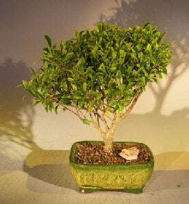 Ficus Retusa - Medium <br><i>(Melon Seed)</i>NOT AVAILABLE IN CANADA