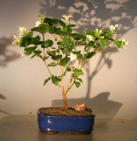 Flowering Arabian Jasmine<br><i>(jasminum sambac)</i>NOT AVAILABLE IN CANADA