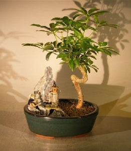 Hawaiian Umbrella Bonsai Tree - Coiled Trunk <br>Stone Landscape Scene<br><i>(Arboricola Schefflera 'Luseanne')</i>NOT AVAILABLE IN CANADA