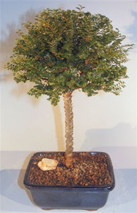 Chinese Seiju Elm <br>Upright Ball Style <br><i>(ulmus parvifolia 'seiju')</i>