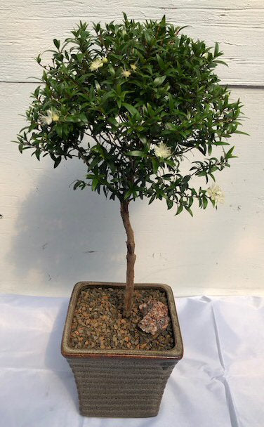 Flowering Myrtle Bonsai Tree - Large <br>Upright Broom Style <br><i>(myrtus communis 'compacta')</i>NOT AVAILABLE IN CANADA