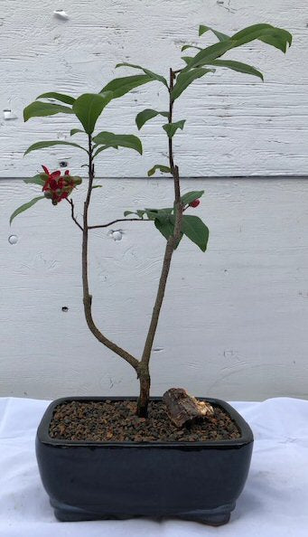 Flowering Mickey Mouse Bonsai Tree <br><i>(ochna serrulata)</i>NOT AVAILABLE IN CANADA