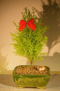 Lemon Cypress Bonsai Tree <br><i>(cupressus macrocarpa)</i>NOT AVAILABLE IN CANADA