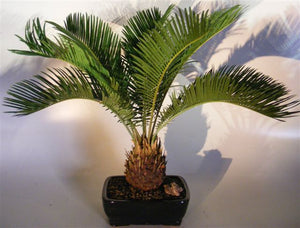 Sago Palm Bonsai Tree<br><i>(cycas revoluta)</i>NOT AVAILABLE IN CANADA