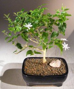 Flowering Downy Jasmine <br>(jasminum 'multiflorum')NOT AVAILABLE IN CANADA
