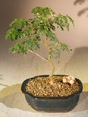 Flowering Brazilian Raintree Bonsai Tree - Small <br><i>(pithecellobium tortum)</i>NOT AVAILABLE IN CANADA