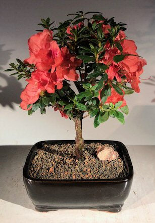 Flowering Tropical Duc De Rohan Azalea Bonsai Tree <br><i>(southern indica)</i>NOT AVAILABLE IN CANADA