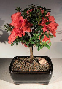 Flowering Tropical Duc De Rohan Azalea Bonsai Tree <br><i>(southern indica)</i>NOT AVAILABLE IN CANADA