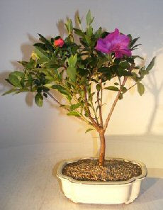 Flowering Tropical Purple Formosa Azalea Bonsai Tree <br><i>(azalea indica 'formosa')</i>NOT AVAILABLE IN CANADA