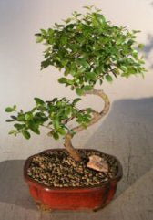 Flowering Sweet Plum- Medium <br>Curved Trunk Style <br><i>(sageretia theezans)</i>NOT AVAILABLE IN CANADA
