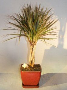 Dracena Bonsai Tree<br>Braided Trunk - Variegated<br><i>(Dracena Marginata)</i>NOT AVAILABLE IN CANADA