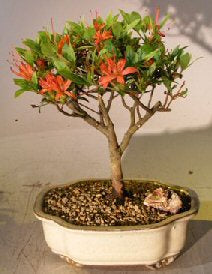 Flowering Chojuho Azalea Bonsai Tree <br></>(Chojuho Satsuki Azalea )