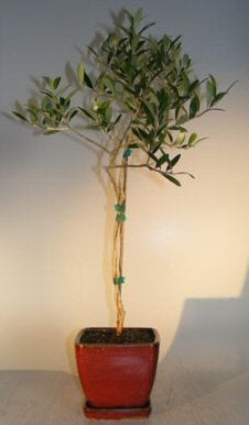 Flowering and Fruiting Arbequina Olive Bonsai Tree - Twist Style <br><i>(arbequina)</i>NOT AVAILABLE IN CANADA