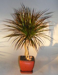 Dracena Bonsai Tree<br>Braided Trunk<br><i>(dracena marginata)</i>NOT AVAILABLE IN CANADA