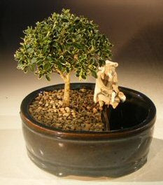 Flowering Mount Fuji Bonsai Tree <br>Land/Water Pot- Small<br><i>(serissa foetida)</i>NOT AVAILABLE IN CANADA