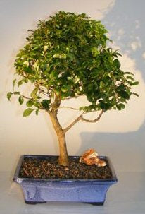 Flowering Ligustrum Bonsai Tree - Large<br><i>Upright Style</i>NOT AVAILABLE IN CANADA
