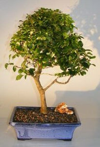 Flowering Ligustrum Bonsai Tree - Large<br><i>Upright Style</i>NOT AVAILABLE IN CANADA