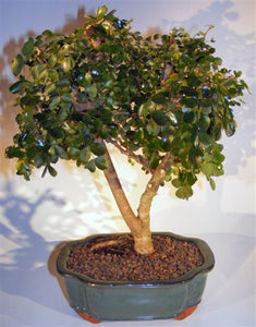 Flowering Campeche Bonsai Tree - Large <br><i>(haematoxylum campechianum)</i>Out of stock