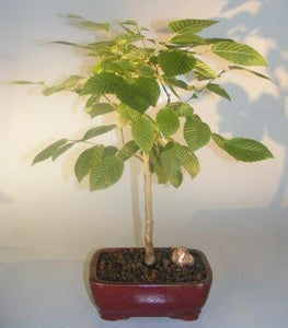 American Hornbeam Bonsai Tree <br><i>(carpinus caroliniana)</i>