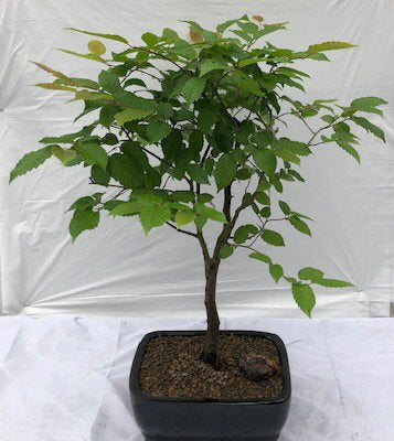European Hornbeam Bonsai Tree<br><i>(carpinus betulus)</i>