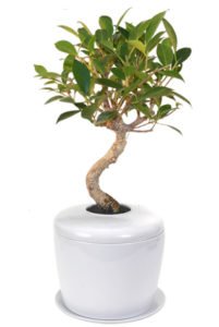 Ficus Retusa Curved Trunk Bonsai Tree &<br> Porcelain Ceramic Cremation Urn<br>with Matching Humidity / Drip TrayNOT AVAILABLE IN CANADA