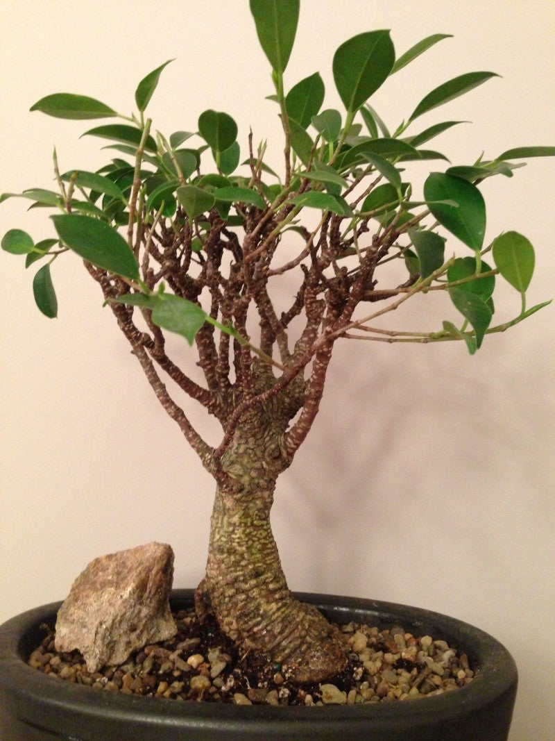 tiger bark bonsai tree Styled Ficus Tiger Bark Straight Bonsai