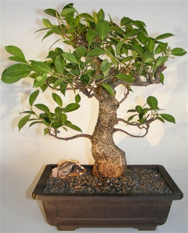 Styled Ficus Tiger Bark Straight Bonsai Medium
