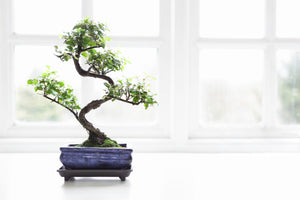 Fukien Tea Bonsai Tree -(carmona retusa) Large straight or curved (Straight trunk out of stock)