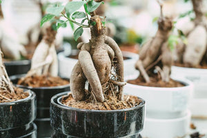 Ginseng Ficus Bonsai Small