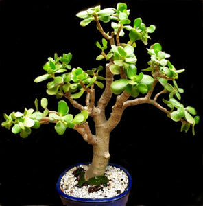 jade plant cascade bonsai Bonsai Mini Jade Cascade Large