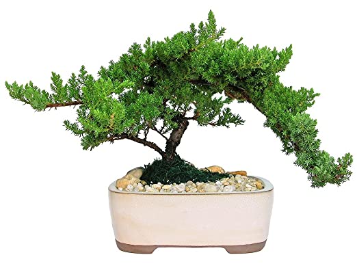 bonsai tree for sale ontario Juniper Bonsai trees for sale in Canada from Zen Garden Bonsai – Zen Garden and Bonsai