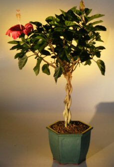 Flowering Tropical Red Hibiscus<br>Braided Trunk<br><i>(rosa sinsensis)</i>NOT AVAILABLE IN CANADA