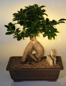Ginseng Ficus Bonsai Tree - Extra Large <br><i>(ficus retusa)</i>NOT AVAILABLE IN CANADA