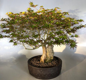 Japanese Maple Bonsai Tree<br>Root Over Rock<br><i>(acer palmatum)</i>