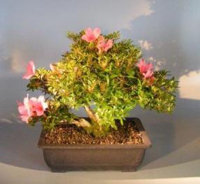 Flowering Chinzan Azalea Bonsai Tree<br><i>(azalea satsuki 'chinzan')</i>