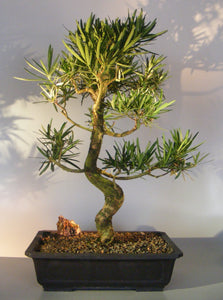 Flowering Podocarpus Bonsai Tree <br>Curved Trunk Style<br><i>(podocarpus macrophyllus)</i>NOT AVAILABLE IN CANADA